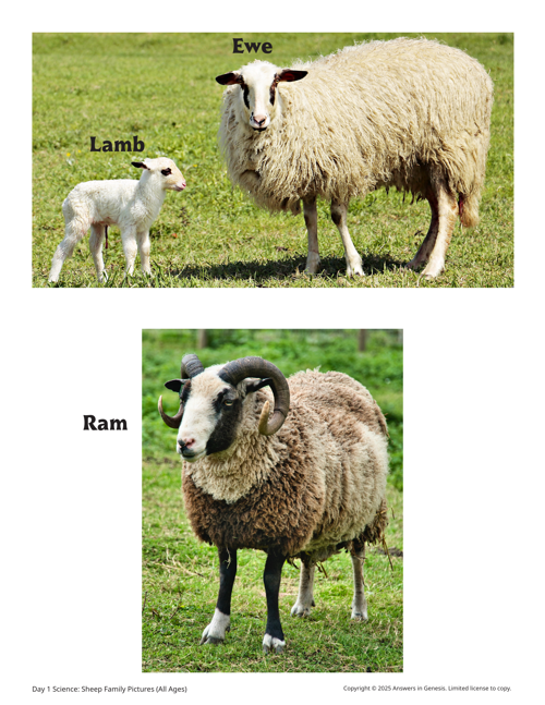 Science Experiment Patterns