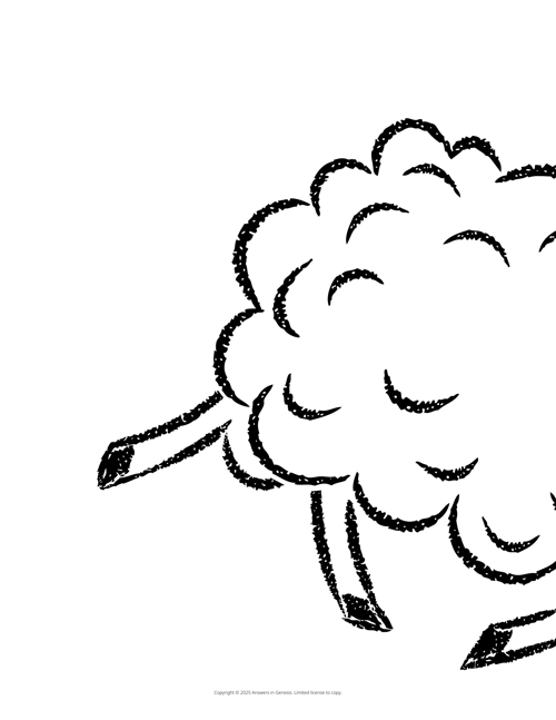 Sheep Backdrop