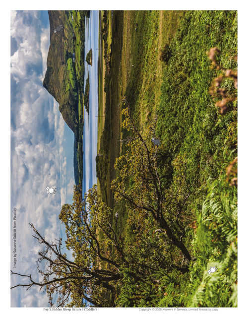 Day 3 Hidden Sheep Pictures