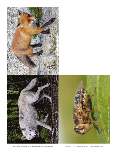 Day 4 Animal Enemies Pictures