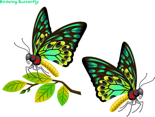 Birdwing Butterfly