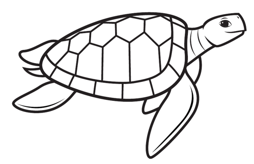 Sea Turtle 1