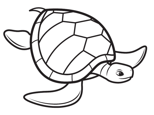 Sea Turtle 2