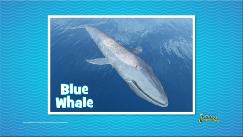 Ocvbsslide Creaturefeature Day1 Slide3 Bluewhale