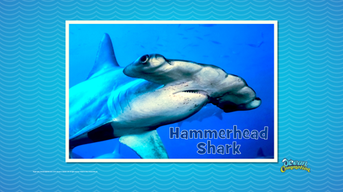Ocvbsslide Creaturefeature Day2 Slide3 Sharkteeth