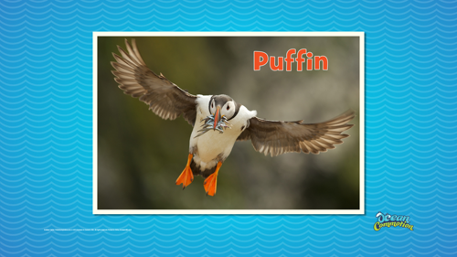 Ocvbsslide Creaturefeature Day3 Slide3 Puffinflying