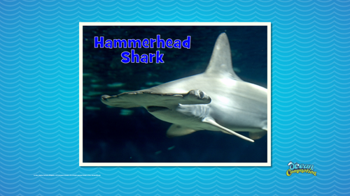 Ocvbsslide Creaturefeature Day2 Slide2 Sharkeyes