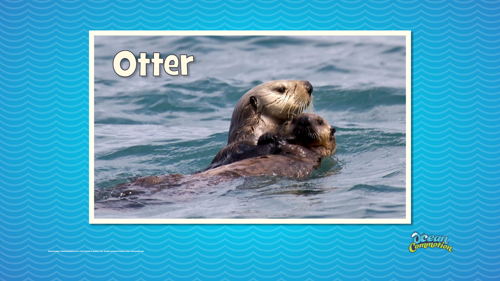 Ocvbsslide Creaturefeature Day4 Slide3 Otterwbaby