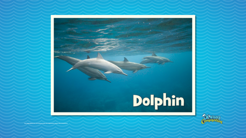 Ocvbsslide Creaturefeature Day5 Slide2 Dolphinpod