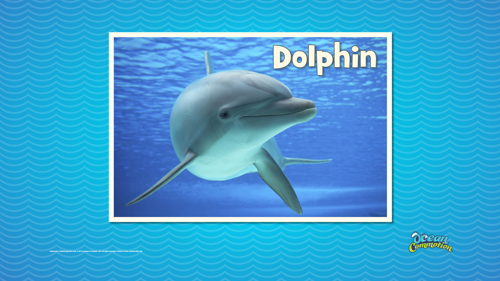 Ocvbsslide Creaturefeature Day5 Slide3 Dolphincloseup