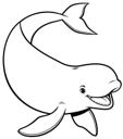 Beluga Whale 1