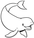 Beluga Whale 1