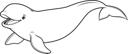 Beluga Whale 2