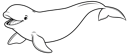 Beluga Whale 2