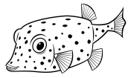Boxfish 1