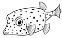 Boxfish 1