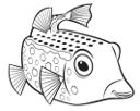 Boxfish 2