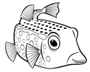 Boxfish 2
