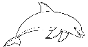 Dolphin 1