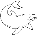 Dolphin 2