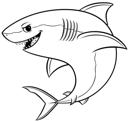 Great White Shark