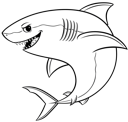 Great White Shark