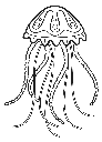 Jellyfish 1