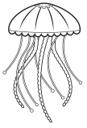 Jellyfish 4