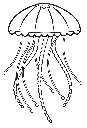 Jellyfish 4