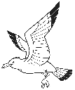 Sea Gull