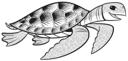 Sea Turtle 2