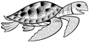 Sea Turtle 2