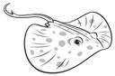 Stingray