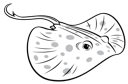 Stingray