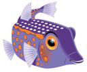 Boxfish Blue