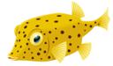 Boxfish Yellow