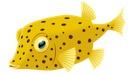 Boxfish Yellow