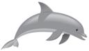 Dolphin 2