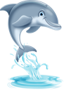Dolphin Fin
