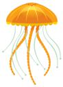 Jellyfish 2