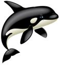 Orca 2