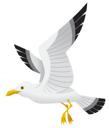 Sea Gull