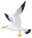 Sea Gull