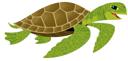 Sea Turtle 1