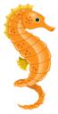 Seahorse