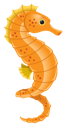 Seahorse