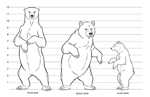 Bear Comparison