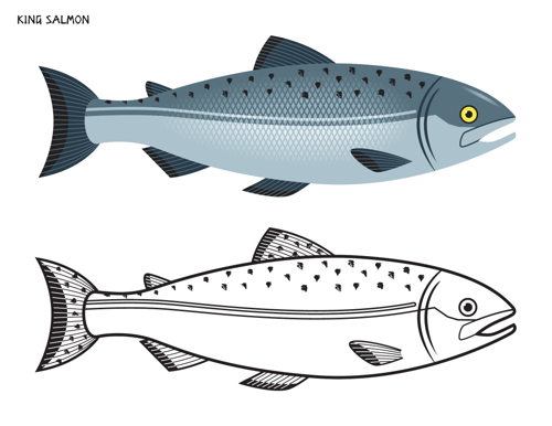 King Salmon