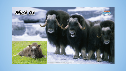 Oavbs Slides Welcomes 9