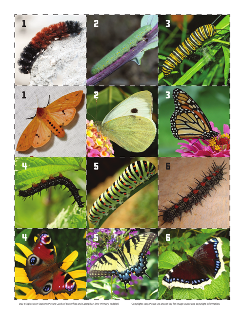 Day 2 Butterfly And Caterpillar Picture Cards
